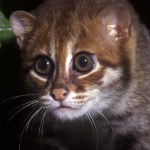 To jeden z najrzadszych kotów świata. Odkryli go ponownie po 30 latach