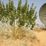 To jeden z najrzadszych ptaków świata. Myśleli, że wymarł, zdradził go głos