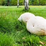 To jeden z największych grzybów na świecie. Spotkasz podczas spaceru