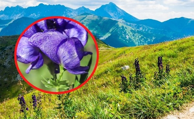 To jedna z najbardziej trujących roślin. Rośnie przy polskich szlakach, potrafi zabić