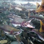 To jedna z najważniejszych ryb dla Polaków. Sprawdzą, co się z nią dzieje