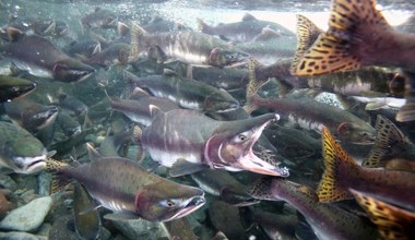 To jedna z najważniejszych ryb dla Polaków. Sprawdzą, co się z nią dzieje