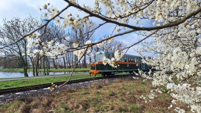To jedna z największych atrakcji Poznania. Wraca po zimowej przerwie 