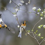 To jedna z największych inwazji na Polskę. Pierwsze ptaki już nadciągnęły