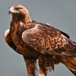 To jedne z najszybszych ptaków świata. W Polsce są pod ścisłą ochroną 