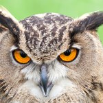 To jedne z największych ptaków w Polsce. Porywają sarny, bociany i jeże