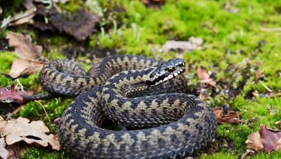 To jedyny jadowity wąż w Polsce. Coraz częściej pojawia się w przydomowych ogródkach