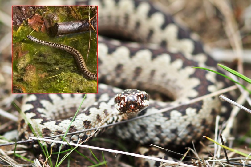 To jedyny jadowity wąż w Polsce. Leśnicy znów ostrzegają