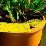 ziemiórki zwalczanie domowymi sposobami To jest lepsze niż lep na ziemiórki. Wyniosą się gdzie pieprz rośnie