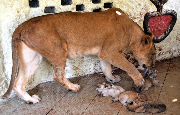 To już drugie potomstwo lwicy Rani /FAISAL KAREEM /PAP/EPA