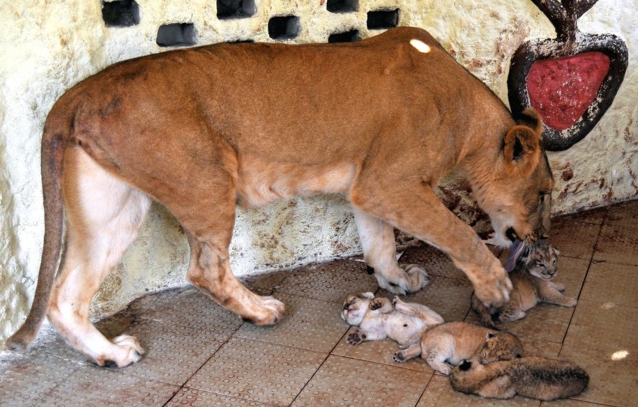 To już drugie potomstwo lwicy Rani /FAISAL KAREEM /PAP/EPA