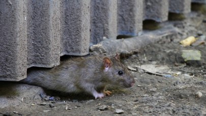 To już epidemia. Szczury wielkości kotów