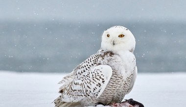 To już oficjalnie. Przepiękna sowa uznana została za wymarłą