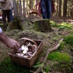 To już ostatni dzwonek na grzyby