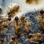 To już plaga! Czy powinniśmy się bać latających mrówek?