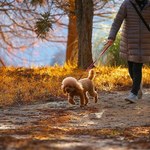 To już plaga na polskich ulicach. Dochodzi do dramatycznych scen 