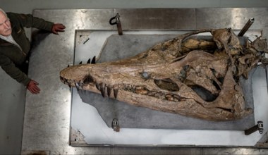 To kamień milowy paleontologii. Czaszka „podwodnego tyranozaura” odkryta w Europie
