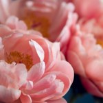 To klucz do prawidłowego sadzenia piwonii. Kwiat odwdzięczy się na wiosnę