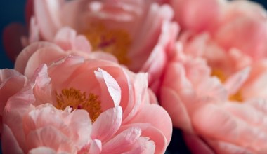 To klucz do prawidłowego sadzenia piwonii. Kwiat odwdzięczy się na wiosnę