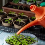 To klucz do udanej rozsady papryki. Wiele osób robi ten błąd 