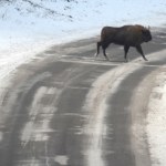 Bieszczady To koniec dzikich Bieszczadów? Przyrodnicy krytykują budowę drogi