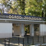 To koniec jednego z najstarszych zoo w Polsce. Straciło swój sens