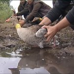 To koniec obrączkowania ptaków w Polsce? Ośrodek nie dostał pieniędzy
