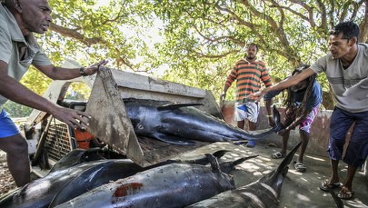 "To koszmar". Delfiny giną przez osiadły na mieliźnie tankowiec