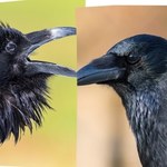 To kruk, wrona czy gawron? W Polsce jest nowy ptak, który mocno namieszał