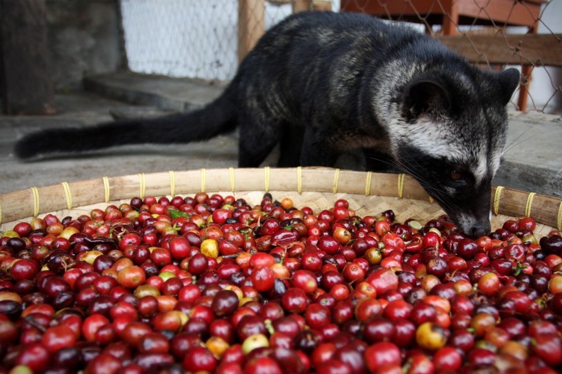 To łaskun muzang, dzięki któremu pozysiwana jest kawa kopi luwak /Getty Images