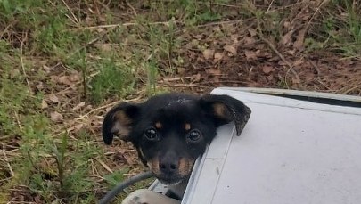 To maleństwo znaleziono w bębnie starej pralki w lesie  