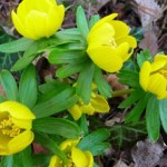 To mało znany zwiastun wiosny. Kwitnie nawet w śniegu i ma nietypowe właściwości 