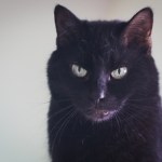 To miasto wstrzymuje adopcje czarnych kotów. Powód może zaskakiwać