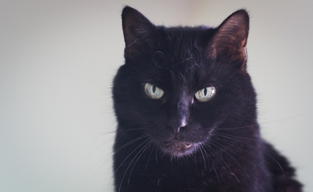 To miasto wstrzymuje adopcje czarnych kotów. Powód może zaskakiwać