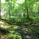 To miejsce w Wielkopolsce musisz zobaczyć. Idealne na spokojny spacer