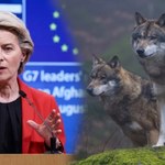 To może być kluczowy rok dla wilków w UE. Kłopot przez kucyka von der Leyen