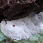 To najbardziej gorzki grzyb świata. Rośnie w Polsce