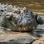 To najbardziej niebezpieczny z krokodyli. A kobieta wpadła wprost na niego