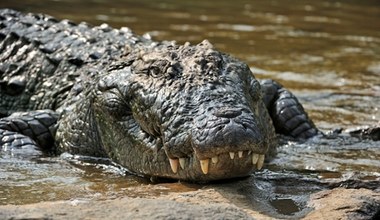 To najbardziej niebezpieczny z krokodyli. A kobieta wpadła wprost na niego