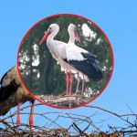 Mazury To najbardziej rozpoznawalny bocian na Mazurach. Do Krutka przyleciała partnerka