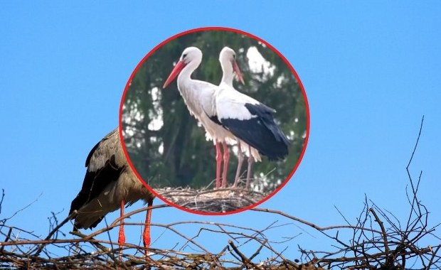 To najbardziej rozpoznawalny bocian na Mazurach. Do Krutka przyleciała partnerka 