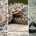 To najbardziej skryte gatunki polskiej herpetofauny. Rozpoznasz je?
