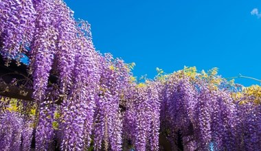 To najbardziej toksyczna roślina roku. Jej kwiaty zdobią wiele parków oraz ogrodów