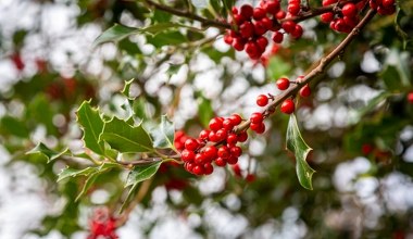 To najładniejsza roślina na święta. Wystarczy 1 błąd, by straciła liście 
