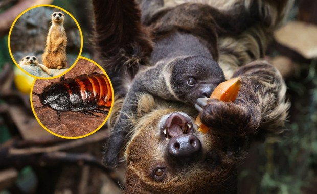 To "najlepsza atrakcja sezonu zimowego". Ma zaskakującą ofertę na walentynki