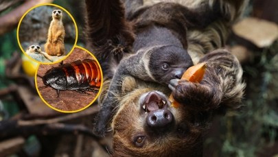 To "najlepsza atrakcja sezonu zimowego". Ma zaskakującą ofertę na walentynki