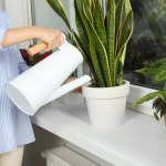  To najlepsza godzina na podlewanie roślin doniczkowych. Będą rosły, jak nigdy