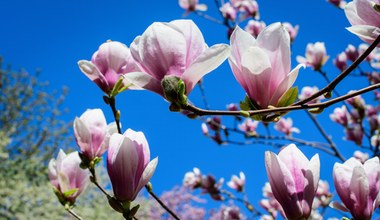 To najlepsza odmiana magnolii do ogrodu. Ma najwięcej kwiatów 