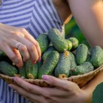 To najlepsza odmiana ogórków do kiszenia. Koniecznie wysiej w tym roku