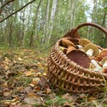 To najlepsze lasy na grzybobranie. Kosz będzie pełen borowików i koźlarzy